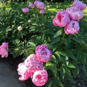 Meet your Posher, Eileen